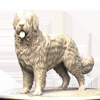 Briard (2)